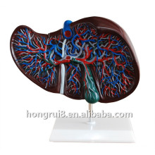 Modelo de fígado anatômico humano plástico médico